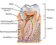 ihmisen-hampaan-rakenne.jpg